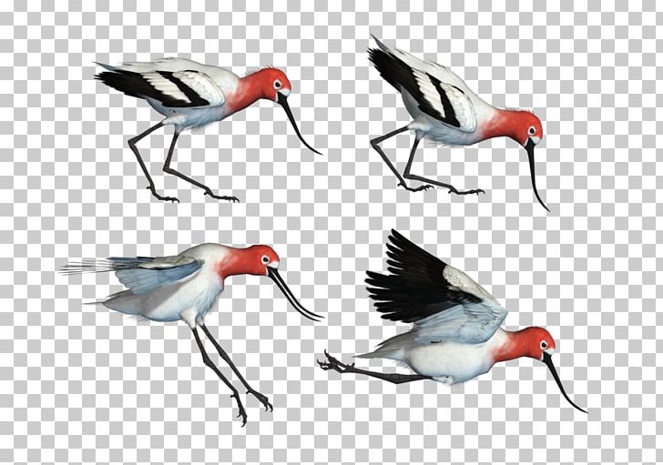 Bird Wader Art Beak Ibis PNG, Clipart, Animal, Animals, Art, Artist, Beak Free PNG Download