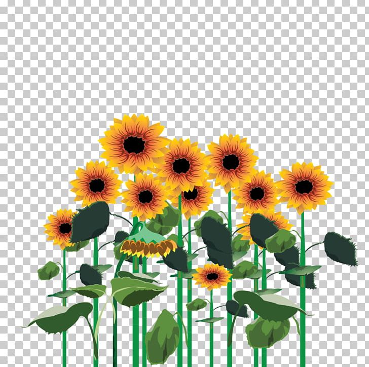 Common Sunflower Cut Flowers Transvaal Daisy Sunflower Seed Annual Plant PNG, Clipart, Annual Plant, Calendula, Chrysanthemum, Chrysanths, Common Sunflower Free PNG Download