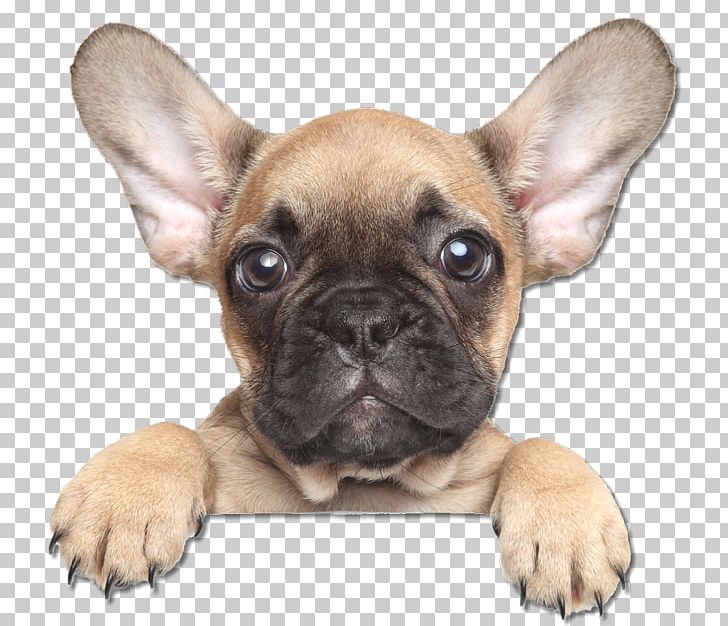 French Bulldog The Puppy Training Handbook: How To Raise The Dog Of Your Dreams Australian Shepherd PNG, Clipart, Animals, Breed, Bulldog, Carnivoran, Companion Dog Free PNG Download