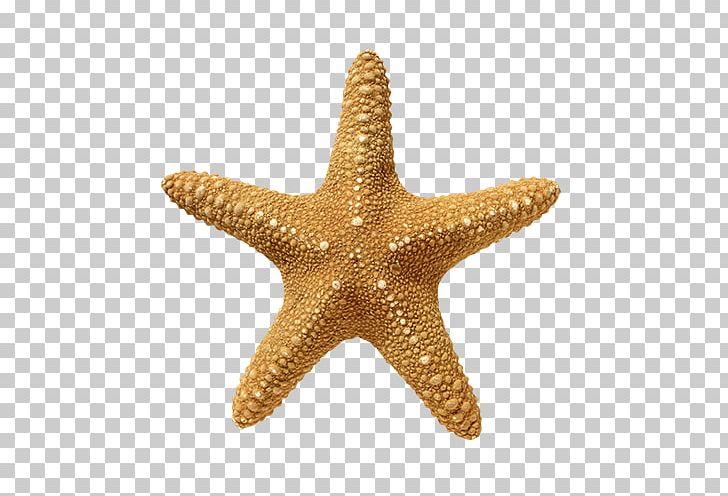 Starfish Echinoderm Golden Ratio Stock Photography PNG, Clipart, Animals, Basket Star, Beautiful Starfish, Brittle Star, Cartoon Starfish Free PNG Download
