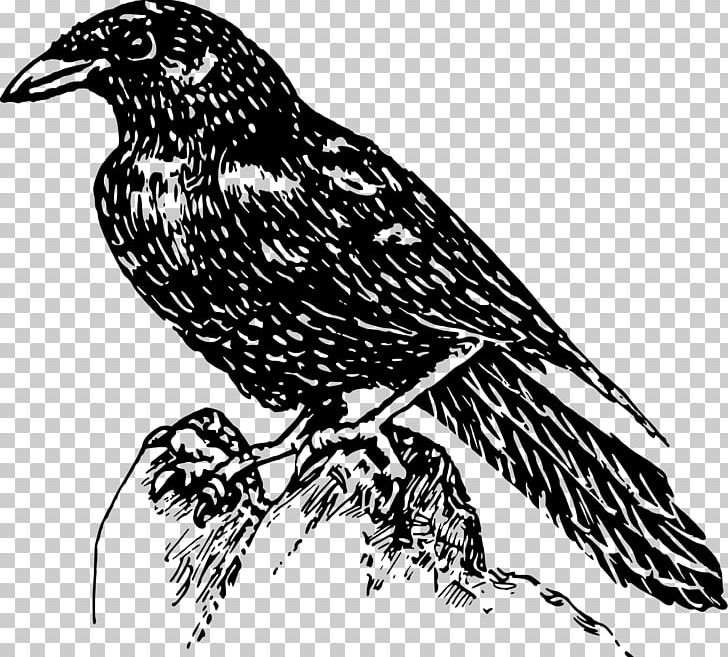 American Crow PNG, Clipart, American Crow, Art, Beak, Bird, Bird Clipart Free PNG Download