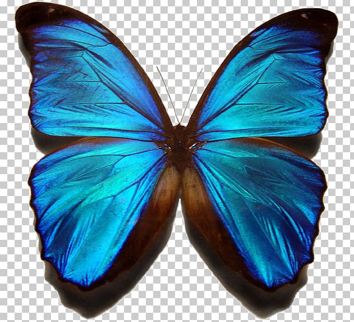 Butterfly Morpho Menelaus Insect Morpho Peleides PNG, Clipart, Arthropod, Blue, Brush Footed Butterfly, Butterfly, Clip Art Free PNG Download