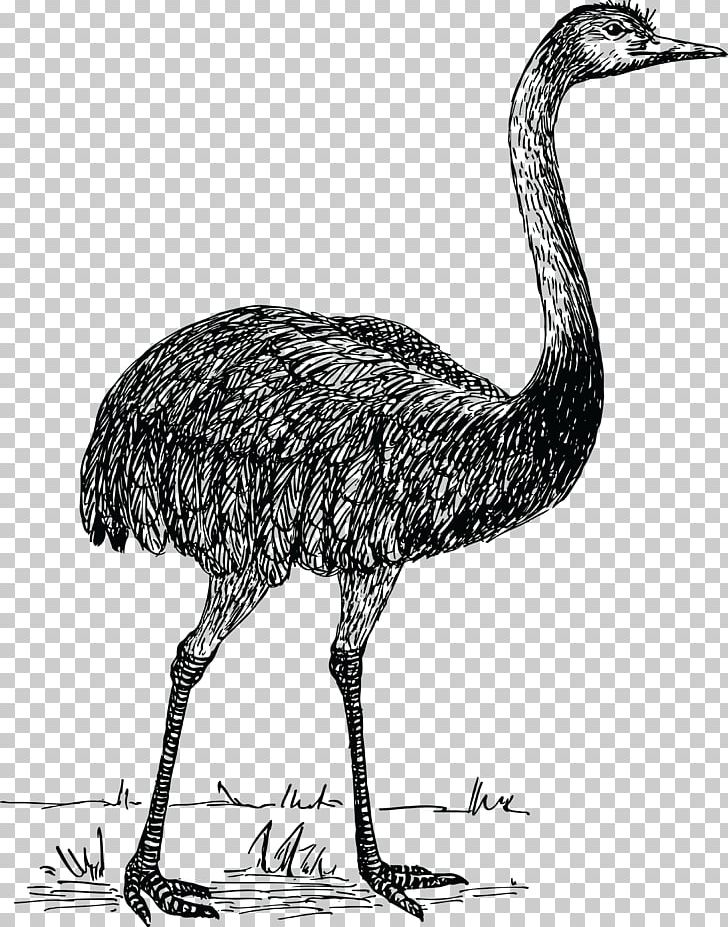 Common Ostrich Flightless Bird Rhea PNG, Clipart, Animals, Beak, Bird, Black And White, Common Ostrich Free PNG Download