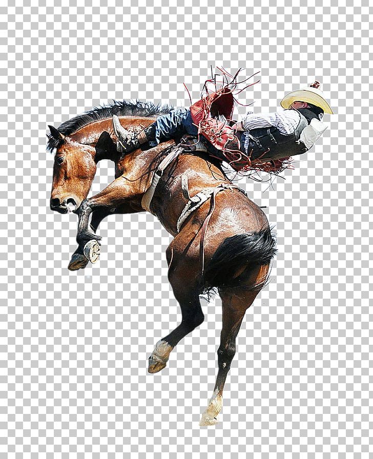 Horse Rodeo Equestrian Bull Riding Bucking PNG, Clipart, Animals, Animal Sports, Animal Treatment In Rodeo, Bareback Riding, Bridle Free PNG Download