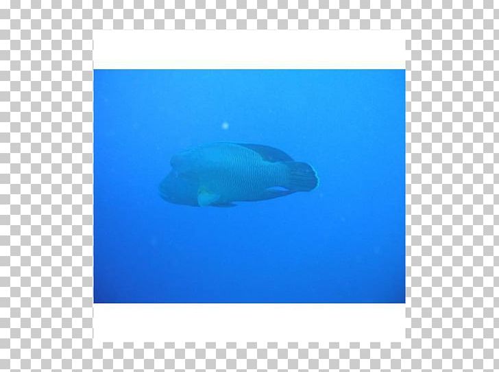 Marine Mammal Marine Biology Fish PNG, Clipart, Aqua, Azure, Biology, Blue, Electric Blue Free PNG Download