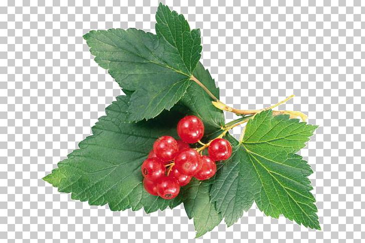 Zante Currant Raspberry Redcurrant Rødgrød Kompot PNG, Clipart, Berry, Cherry, Currant, Food, Fruit Free PNG Download