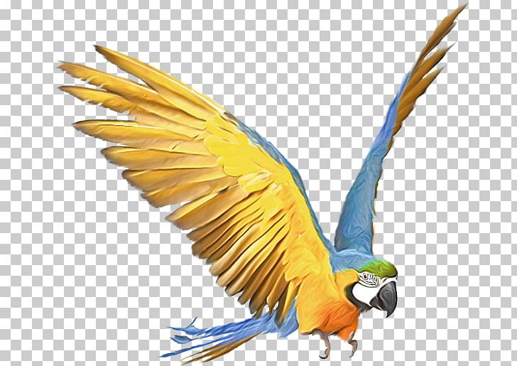 Amazon Parrot Bird Budgerigar Macaw PNG, Clipart, Amazon Parrot, Animals, Beak, Bird, Bird Of Prey Free PNG Download