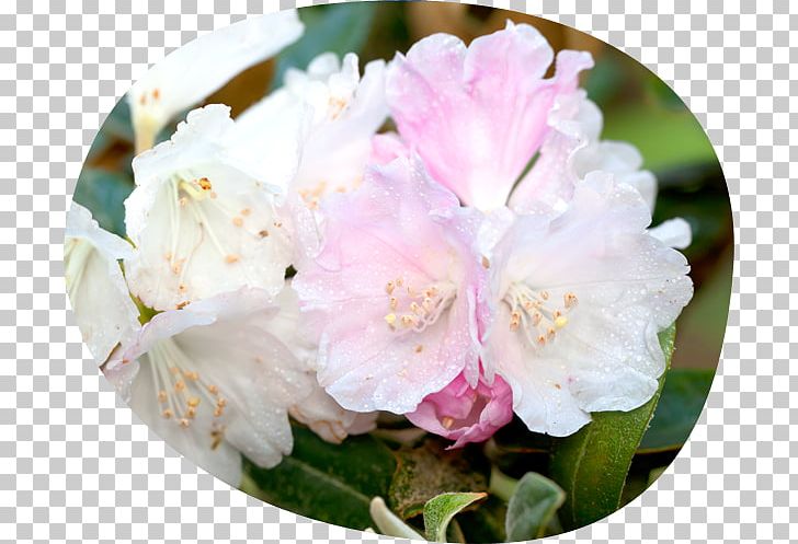 Azalea Rhododendron Pink M PNG, Clipart, Azalea, Ericales, Flower, Flowering Plant, Miscellaneous Free PNG Download