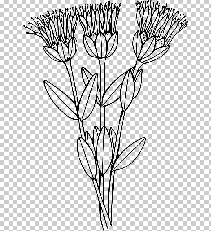 Computer Icons PNG, Clipart, 20180114, Black And White, Botanical Illustration, Branch, Camera Free PNG Download