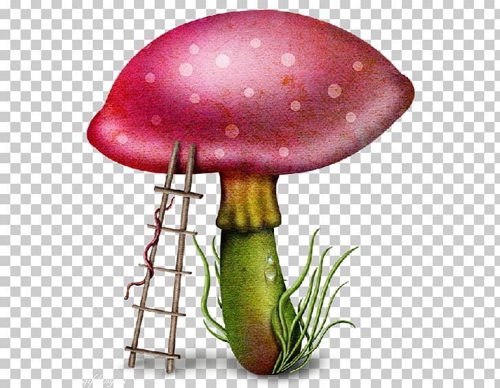 Mushroom PNG, Clipart, Download, Fairy Door, Fantasy, Mushroom, Nature Free PNG Download