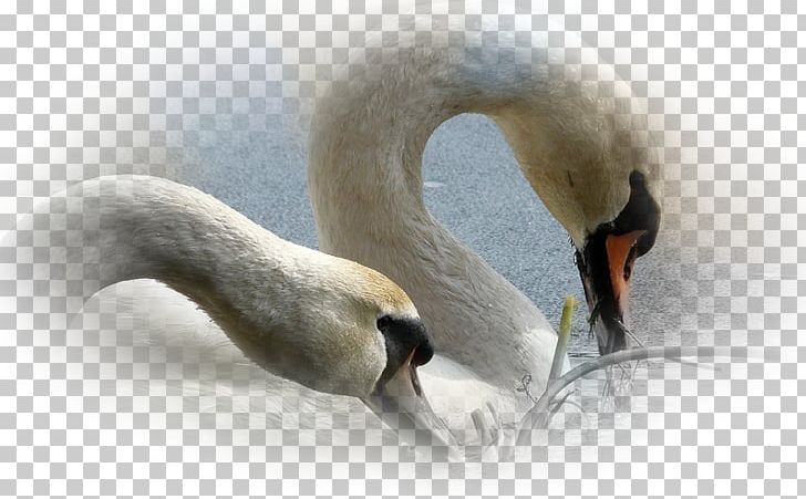 Mute Swan Desktop Screensaver Mobile Phones PNG, Clipart, 4k Resolution, 1080p, Anatidae, Beak, Bird Free PNG Download