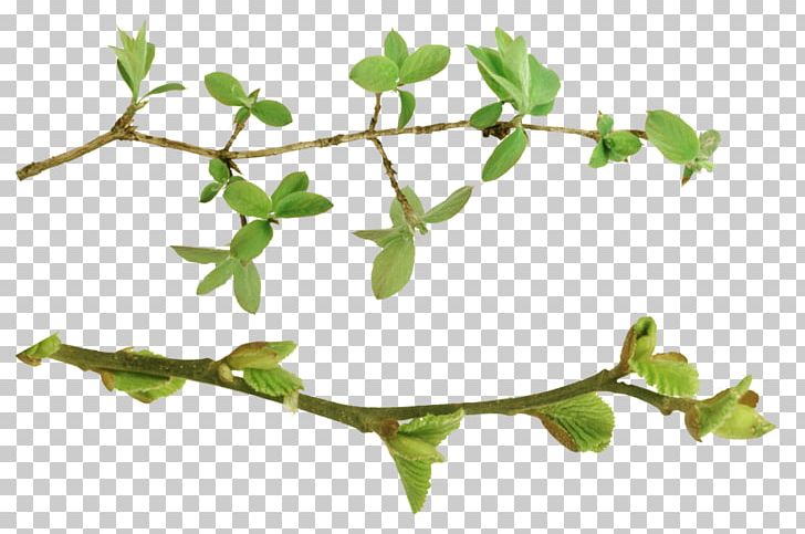 Twig Plant Stem Leaf Herb PNG, Clipart, Branch, Herb, Leaf, Plant, Plant Stem Free PNG Download