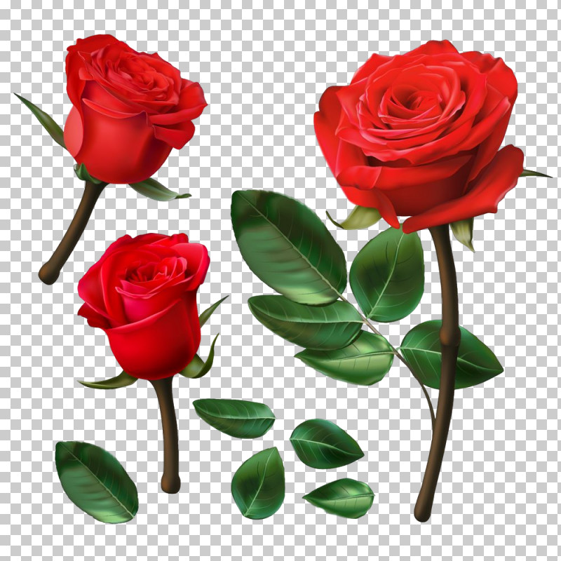 Garden Roses PNG, Clipart, Cut Flowers, Floribunda, Flower, Garden Roses, Hybrid Tea Rose Free PNG Download