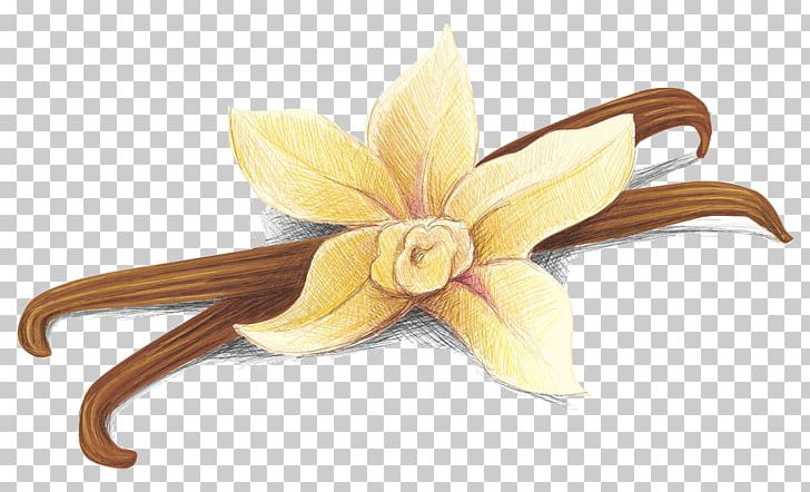 Vanilla Stock Photography PNG, Clipart, Cut Flowers, Drawing, Encapsulated Postscript, Flower, Flowers Free PNG Download