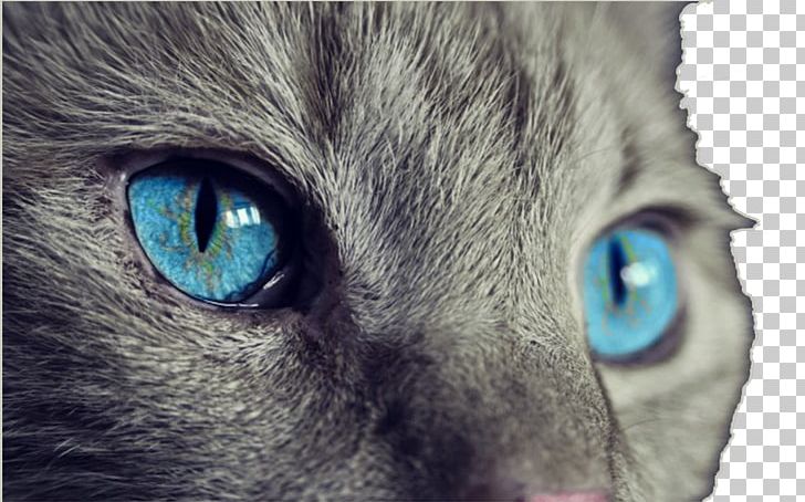 Cat Kitten Felidae Light Eye PNG, Clipart, Blue, Blue Abstract, Blue Background, Blue Flow, Cartoon Eyes Free PNG Download