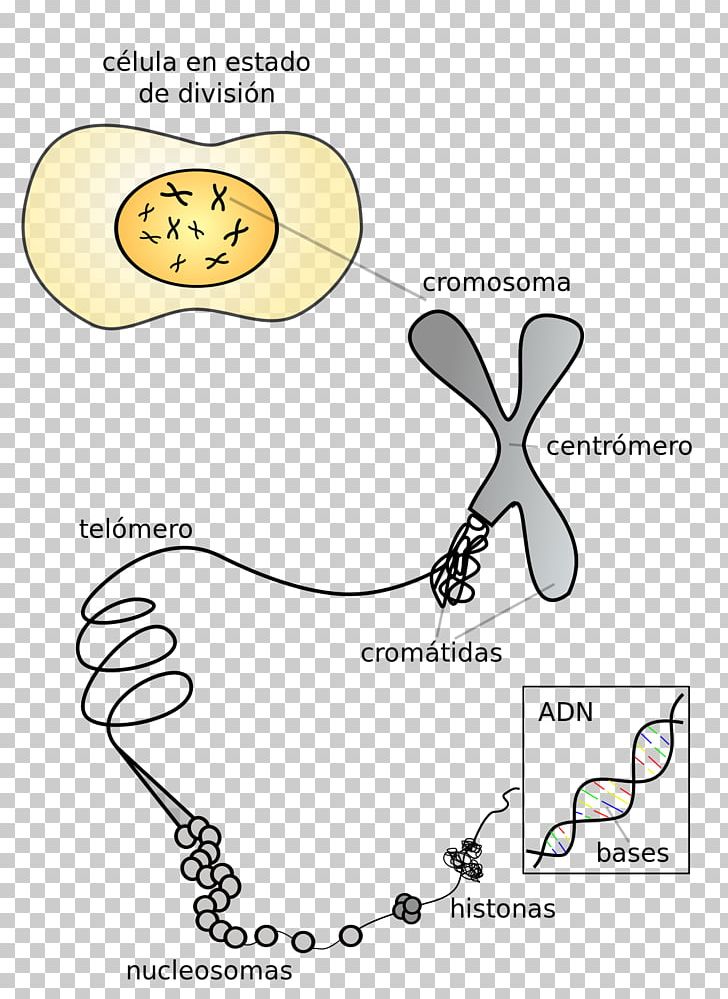 Chromosome 19 DNA Centromere Gene PNG, Clipart, Angle, Area, Biology, Cell, Cell Nucleus Free PNG Download