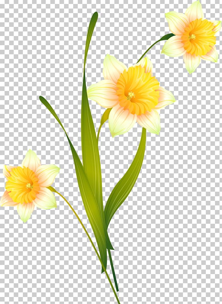 Cut Flowers Daffodil PNG, Clipart, Amaryllis, Amaryllis Family, Cut Flowers, Daffodil, Flora Free PNG Download