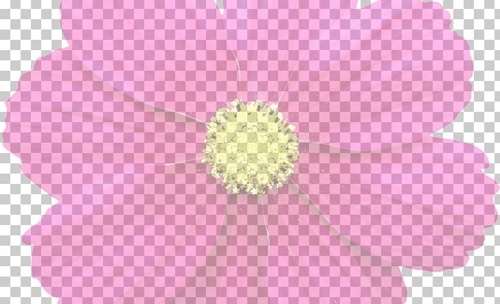 Garden Cosmos Cut Flowers Pink M Petal PNG, Clipart, Annual Plant, Cosmos, Cut Flowers, Daisy Family, Flower Free PNG Download