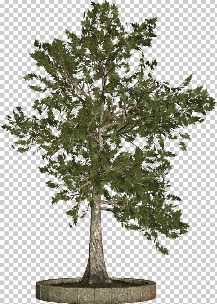 Tree Woody Plant PNG, Clipart, Blog, Bonsai, Branch, Clip Art, Evergreen Free PNG Download