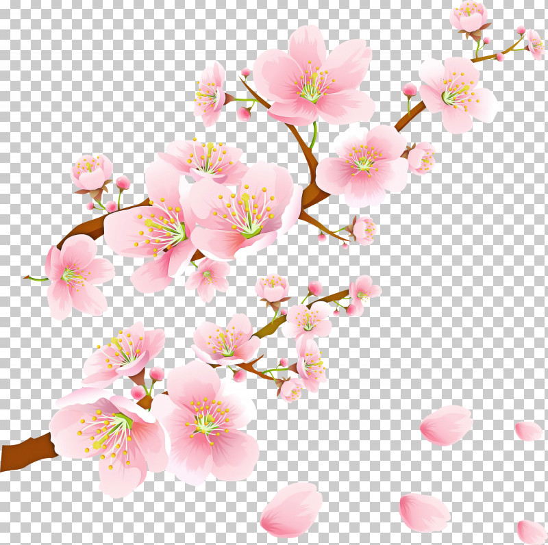 Cherry Blossom PNG, Clipart, Blossom, Branch, Cherry Blossom, Flower, Pedicel Free PNG Download