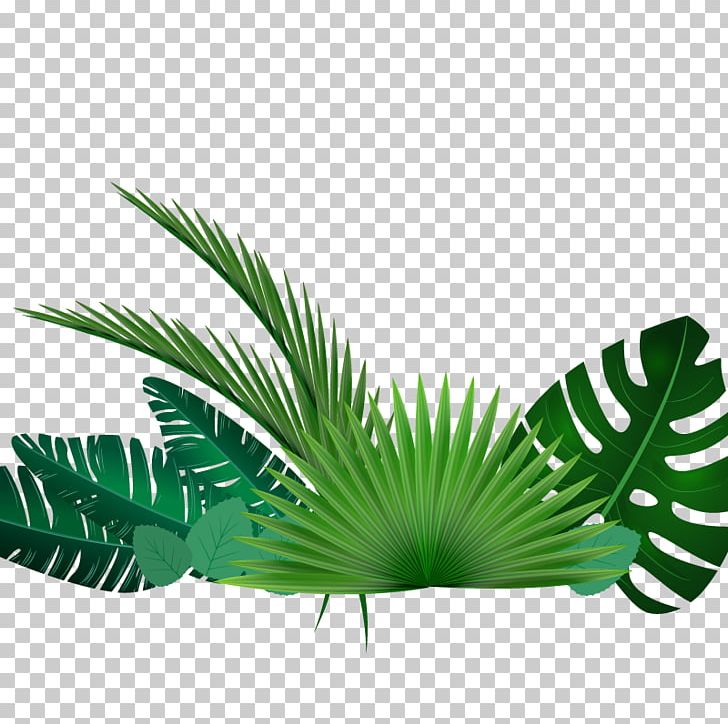 Grass PNG, Clipart, Arecaceae, Arecales, Artificial Grass, Banana Leaf, Cartoon Grass Free PNG Download