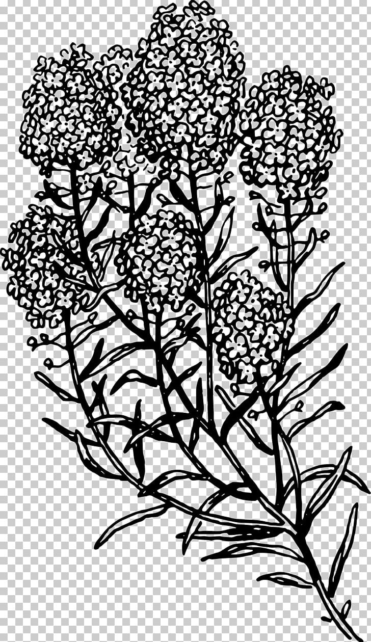 Herb Common Rue PNG, Clipart, Artwork, Basil, Black And White, Botanical Flowers, Branch Free PNG Download