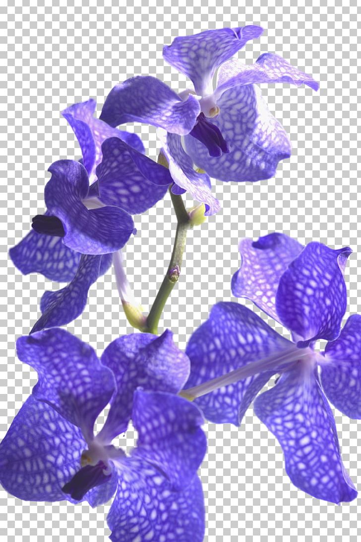 Monochromatic Color Paper Palette Gamut PNG, Clipart, Color, Color Scheme, Drawing, Flower, Flowering Plant Free PNG Download