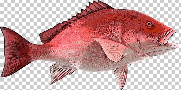 Northern Red Snapper Fishing B & A Seafood Inc PNG, Clipart, Animal Figure, Bony Fish, Cod, Fauna, Fillet Free PNG Download