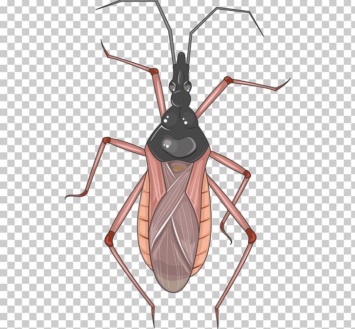 Servier Medical Insect Infectious Disease Hepatitis PNG, Clipart, Animals, Arthropod, Bug, Echinococcosis, Hepatitis Free PNG Download