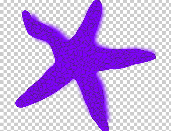Starfish Free Content PNG, Clipart, Blog, Brittle Star, Download, Echinoderm, Free Content Free PNG Download