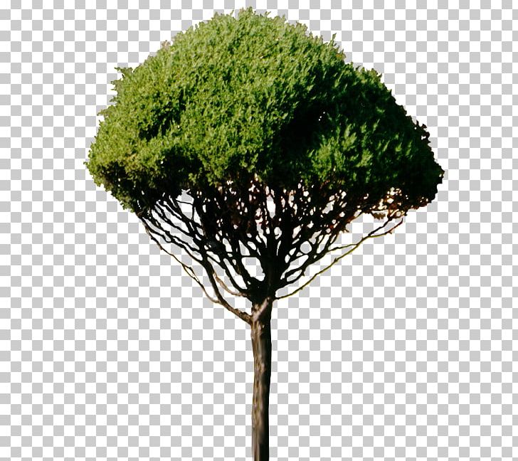 Tree Branch Woody Plant PNG, Clipart, Blog, Branch, Computer Icons, Evergreen, Flowerpot Free PNG Download