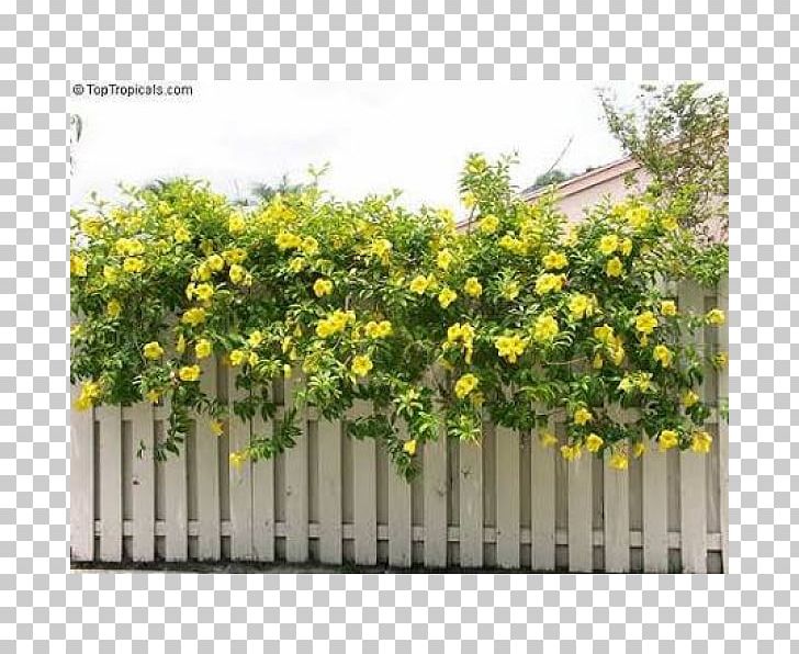 Allamanda Cathartica Trumpet Vine Flowering Plant PNG, Clipart, Allamanda, Allamanda Cathartica, Bunga, Fence, Flower Free PNG Download