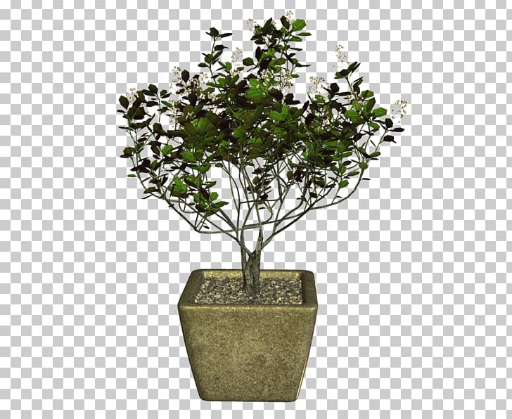 Sageretia Theezans Tree Olive Bonsai Plant PNG, Clipart, Bonsai, Branch, China, Fig Trees, Flowerpot Free PNG Download
