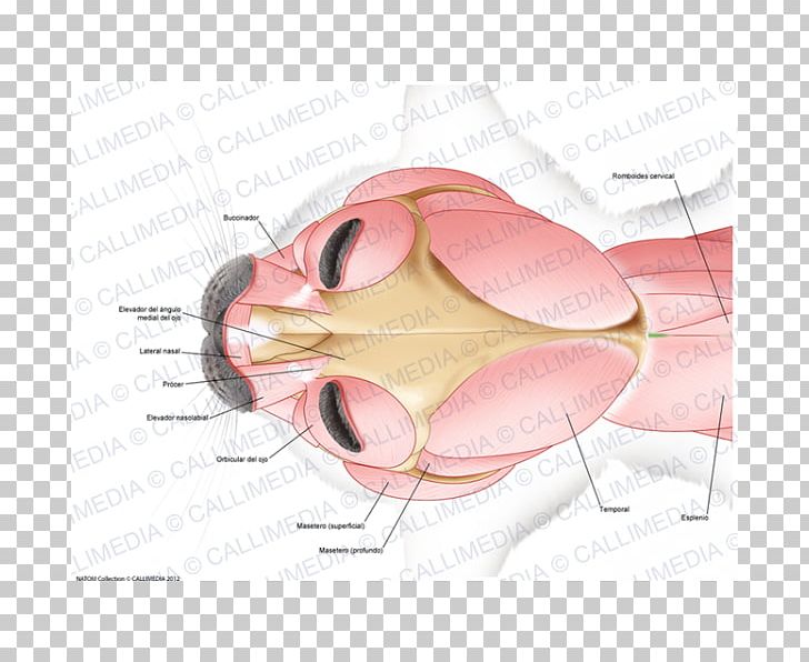 Anconeus Muscle Muscular System Posterior Compartment Of The Forearm Nerve PNG, Clipart, Anconeus Muscle, Brachioradialis, Deltoid Muscle, Drawing, Ear Free PNG Download