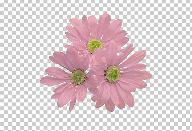 Common Daisy Transvaal Daisy Flower Chrysanthemum PNG, Clipart, Annual Plant, Aster, Chrysanthemum, Chrysanths, Color Free PNG Download