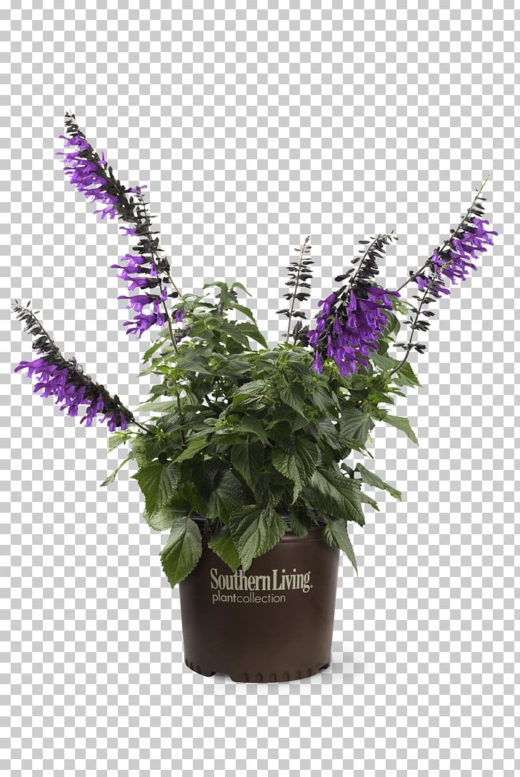 Flowerpot Flowering Plant Herb PNG, Clipart, Flower, Flowering Plant, Flowerpot, Herb, Nature Free PNG Download