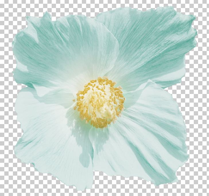 Mallows The Poppy Family Herbaceous Plant PNG, Clipart, After The Rain, Family, Flower, Flowering Plant, Herbaceous Plant Free PNG Download