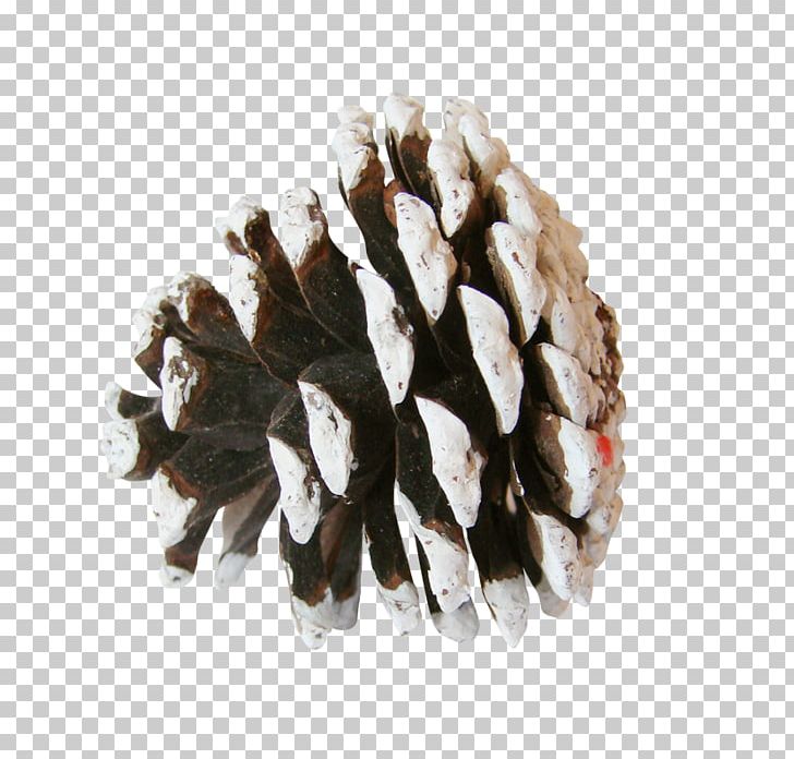 Pine Conifer Cone Spruce PNG, Clipart, Animaux, Auglis, Bisou, Conifer Cone, Dots Per Inch Free PNG Download