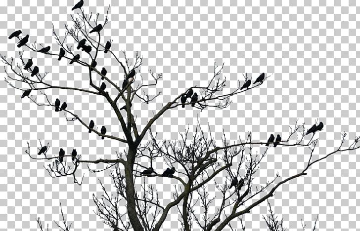 Portable Network Graphics Bird Transparency PNG, Clipart, Animals, Beak, Bird, Black And White, Branch Free PNG Download