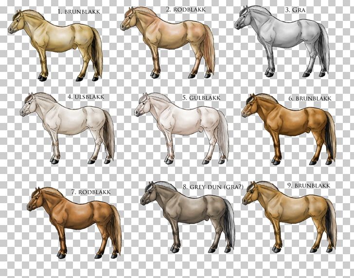 Fjord Horse American Quarter Horse Pony Equine Coat Color PNG, Clipart, Animal, Animal Figure, Breed, Carnivoran, Color Free PNG Download