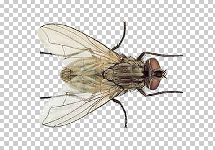 Insect Housefly Lesser House Fly Stable Fly PNG, Clipart, Animals, Arthropod, Arthropod Mouthparts, Bug, Cluster Fly Free PNG Download