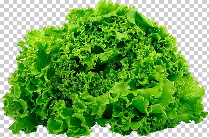 Leaf Vegetable Salad Butterhead Lettuce Iceberg Lettuce Romaine Lettuce PNG, Clipart, Butterhead Lettuce, Chili Pepper, Eating, Endive, Food Free PNG Download