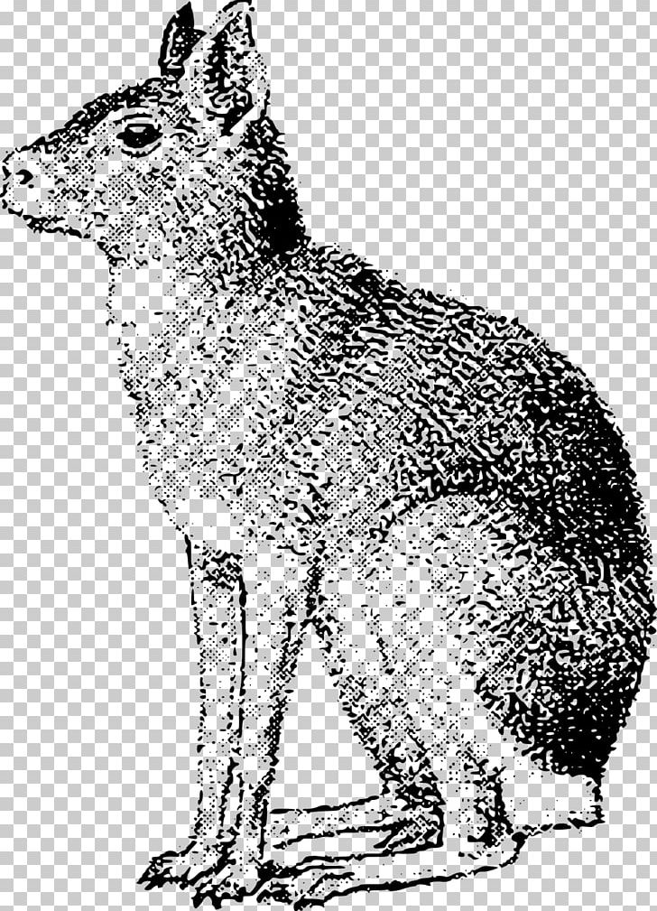 Red Fox Coyote Gray Wolf Hare Patagonia PNG, Clipart, Animal, Argentina, Black And White, Carnivoran, Coyote Free PNG Download