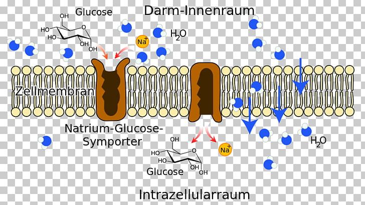 Symporter Sodium-glucose Transport Proteins Cotransporter SLC5A1 PNG, Clipart, Active Transport, Antiporter, Area, Biochemistry, Cardiac Glycoside Free PNG Download
