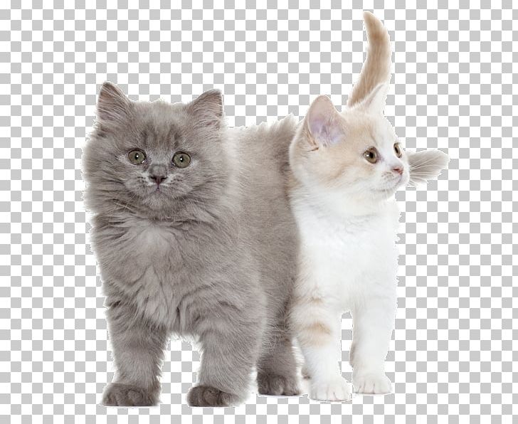 Cat Coton De Tulear Royal Canin Kitten Puppy PNG, Clipart, Animal, Animals, Asian, Asian Semi Longhair, British Semi Longhair Free PNG Download