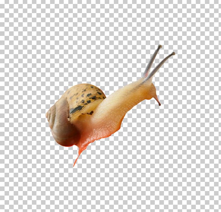 Giant African Snail Slug PNG, Clipart, Animals, Cartoon Snail, Designer, Download, Fauna Free PNG Download