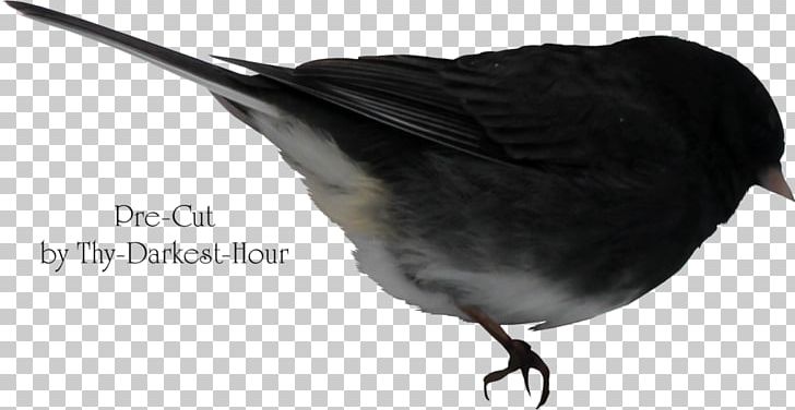 Bird Eurasian Tree Sparrow PNG, Clipart, Adobe Illustrator, Animals, Background Black, Beak, Black Free PNG Download
