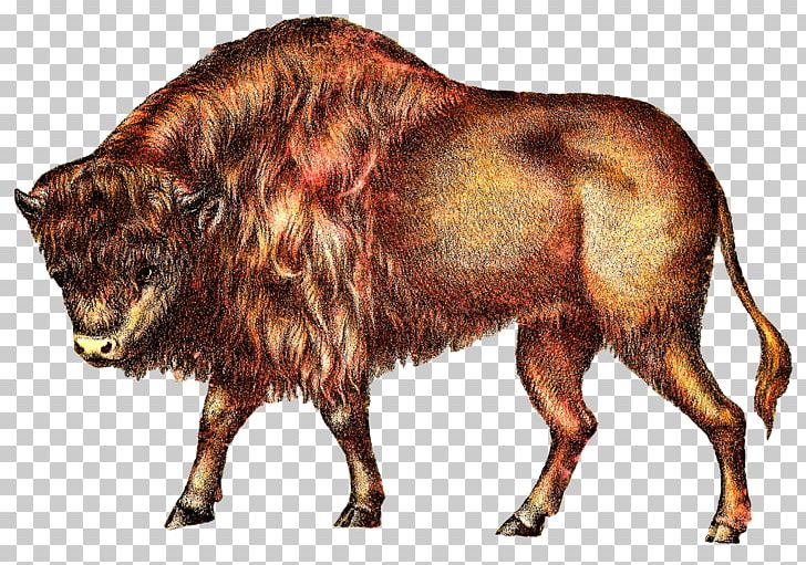Buffalo Cattle PNG, Clipart, Animals, Bison, Blog, Buffalo, Bull Free PNG Download