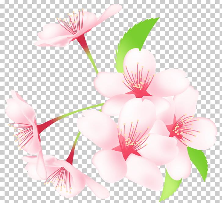 Cherry Blossom Sakuramochi Hanami Spring Encapsulated PostScript PNG, Clipart, Azalea, Blossom, Branch, Cherry Blossom, Computer Wallpaper Free PNG Download
