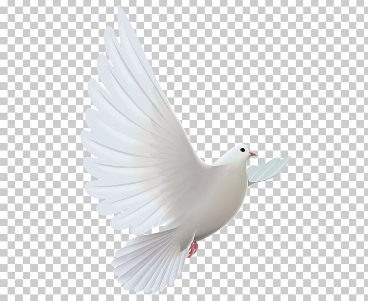 Columbidae Bird PNG, Clipart, Beak, Bird, Clip Art, Columbidae, Desktop Wallpaper Free PNG Download